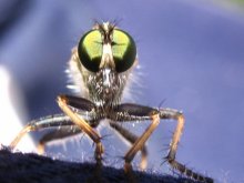 An alien / ***