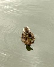 Einsamkeit Ente / ***
