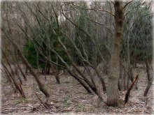 in sumachniku verloren .. / .................