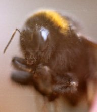 Gestreifte Hummel / ***