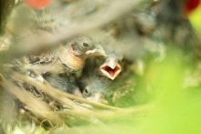 Hungry ... / ***