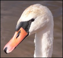 Swan Lake 2 / ***