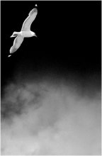 Flug ins Ungewisse / ***