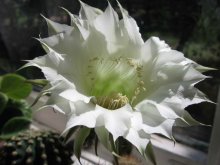 Paradies Blume / ***