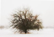 Äpfel im Schnee / *****