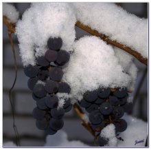 Apples (durchgestrichen) Trauben im Schnee / ***