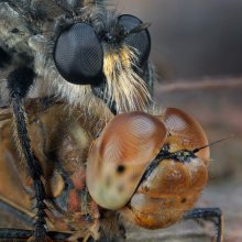 Jäger und Beute / ***