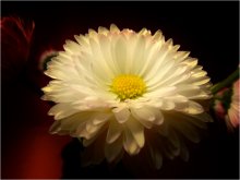 Blume des Lebens / ***