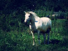 Horse / ***
