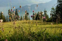 Alp ... / ***