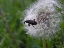 Weevil Campion / ***