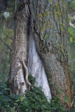 Baum / ***