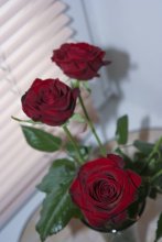 Rosen / ***