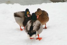 Talking Duck / ***