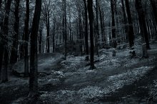 Entlang der Straße einen tiefen Wald ... / ***
