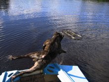 Im freien Flug / ***