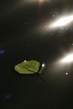Auf der Oberfläche des Wassers ... / ***