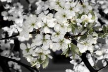 Sakura / ***