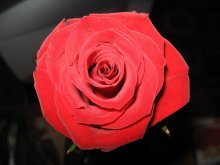 Rose / ***