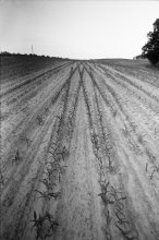 Feld / ***