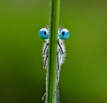 Spion / *****