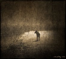Ghost Dog / ***