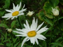 Nach dem Regen / ***