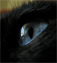 aus der Sicht der Katzen / ***