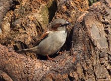 Sparrow-builder / ***