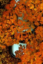 bedeckt mit Herbst / ***