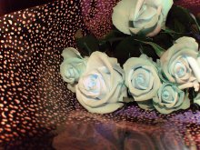 Maroon Blume / *****