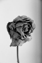 Winter Rose... / My winter flower on my table...
