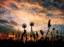 Abend / ***