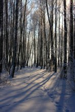 Winter / ***
