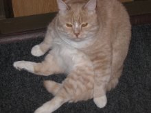 Katze / ***