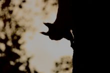 Ohne Titel / ***