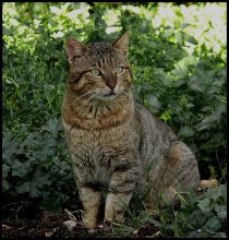Tier mit dem Namen der Katze / ***