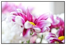 C Tag der Frühling! / ***