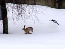 Hasenjagd / ***