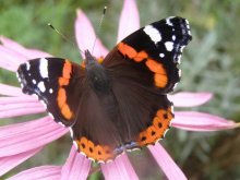 Schmetterling / ***