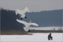 attack on the "penguin" / ***