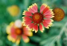 Fleur / ***