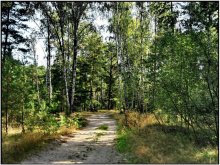 Waldwege / ***