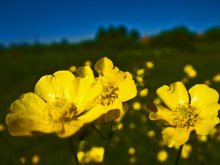 Blumen / ***