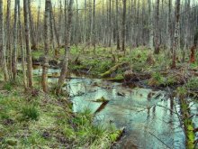 Frühling im Wald-2 / ***