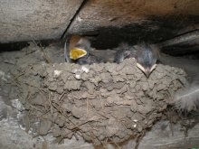 Schwalben im Nest / ***