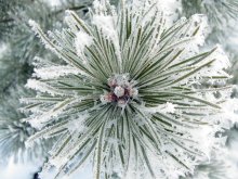Winter Etüde / ***