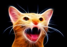 Evil cat / ***