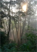 Nebel im Buchenwald / ***