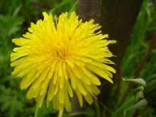 Sonne / ***